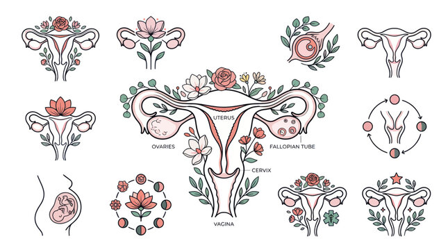Female reproductive system icons with floral accents and cycle diagrams