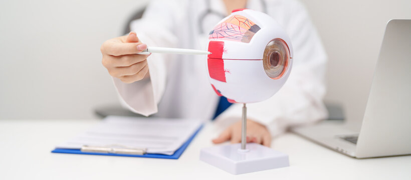 Doctor with human Eye anatomy model with magnifying glass. Eye disease, Refractive Errors, Age Related Macular Degeneration, Cataract, Diabetic Retinopathy, Glaucoma, Amblyopia, Strabismus and Health