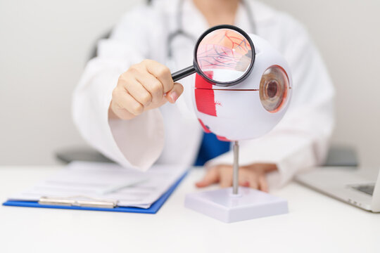 Doctor with human Eye anatomy model with magnifying glass. Eye disease, Refractive Errors, Age Related Macular Degeneration, Cataract, Diabetic Retinopathy, Glaucoma, Amblyopia, Strabismus and Health