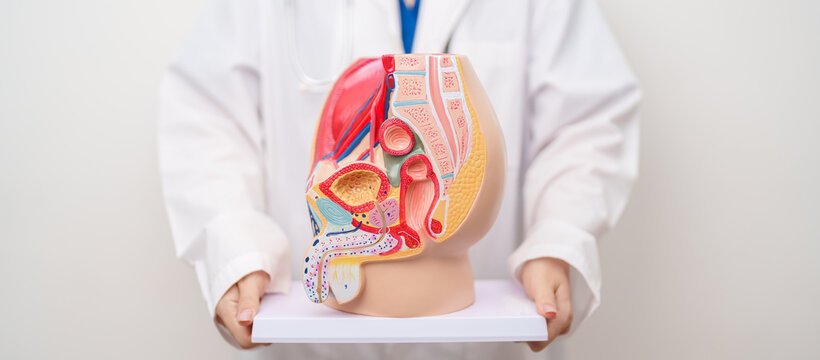 Doctor with Male Reproductive System anatomy model. Male consultation, Prostate Cancer, Enlarged prostate, Prostatitis disease, Male Infertility, Erectile dysfunction, Penis and Male genital disorder