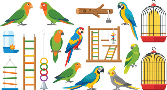  Flat cartoon tropical parrots collection with diverse exotic birds cages water dispenser perches and playground isolated on white background for infographics