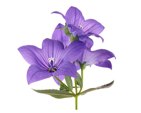 Chinese Bellflower