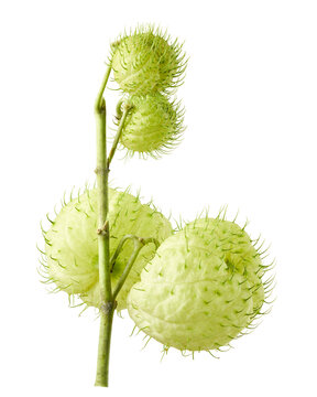 Hairy Balls Milkweed seed pods isolated on transparent background with clipping path. Unique balloon-shaped fruits of Gomphocarpus physocarpus, ideal for botanical, ornamental, and educational use.