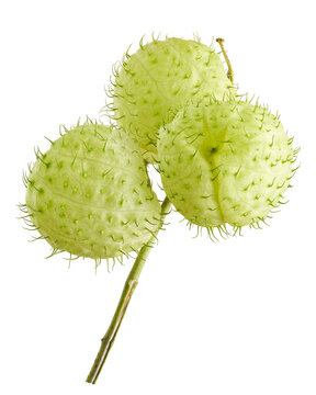 Hairy Balls Milkweed seed pods isolated on transparent background with clipping path. Unique balloon-shaped fruits of Gomphocarpus physocarpus, ideal for botanical, ornamental, and educational use.