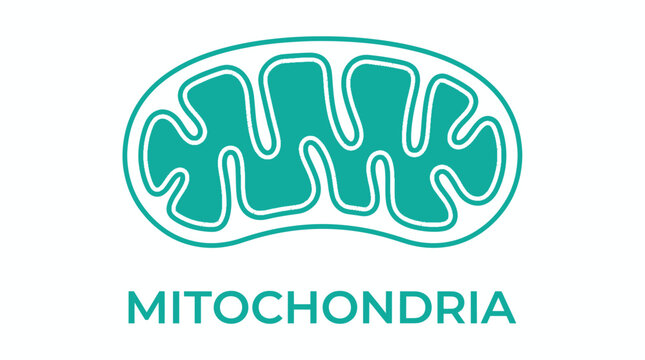 Teal mitochondria cell organelle icon with text label