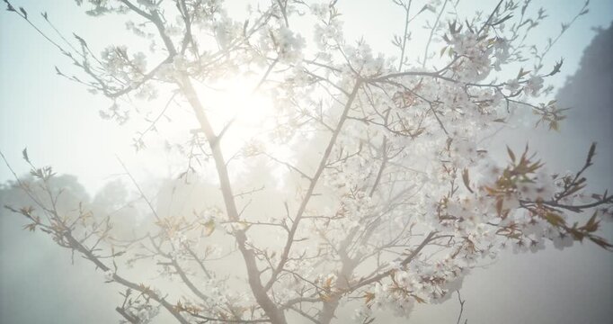 Cherry Blossom Tree in Morning Mist with Sun Flare, Hiroshima Japan - Steady Cam Movement 