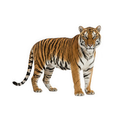 Fototapeta premium Majestic Tiger Standing Isolated on Transparent Background Wildlife Animal Portrait
