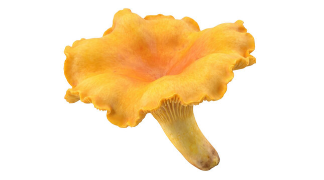 Fresh chanterelle mushroom isolated on transparent background