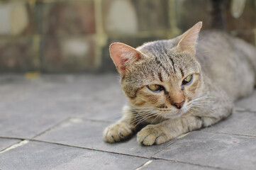 Obraz premium cat sitting on a park bench