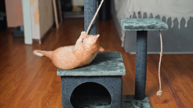 An orange cat engages playfully with a rope attached to a cat tree in a cozy indoor environment. The cat climbs and jumps with excitement, showcasing its playful nature and agility