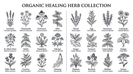 Organic healing herb collection with vintage botanical sketches © Bebel