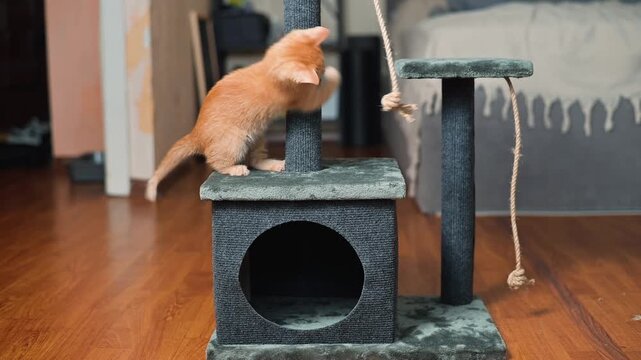A small orange kitten explores a cat tree, engaging with a rope and showing playful movements. The young cat climbs and pounces, enjoying its environment and exercise