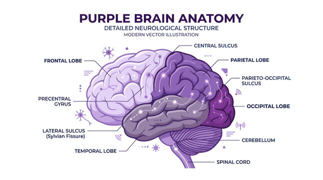 Purple human brain anatomy chart with labeled neurological regions