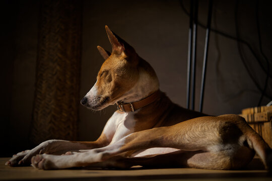 Basenji dog resting in a warm ray of light