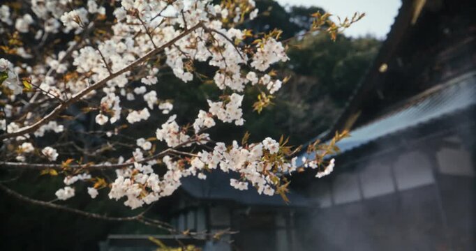 Steady Cam Movement Along Cherry Blossom Branches with Mist In Old Japanese Town