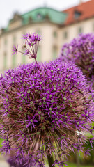 Obraz premium Blooming Purple Allium Against Historic Architecture
