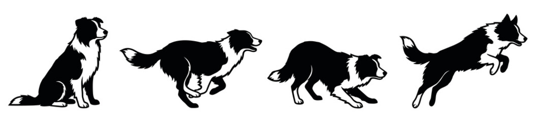 Obraz premium Black and white border collie vector silhouettes set featuring sitting, running, crouching, and jumping poses for canine action graphic design