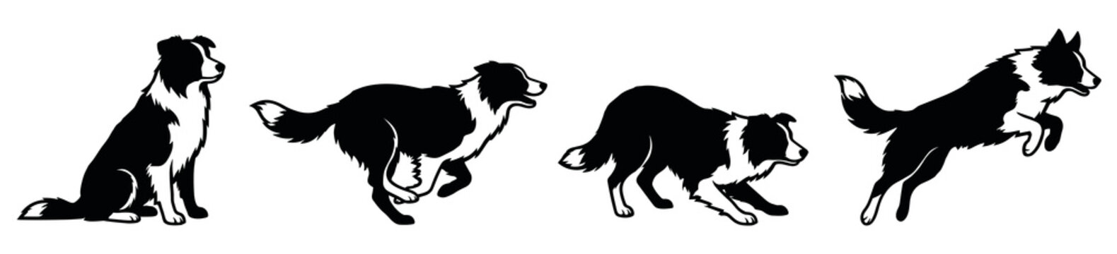 Black and white border collie vector silhouettes set featuring sitting, running, crouching, and jumping poses for canine action graphic design