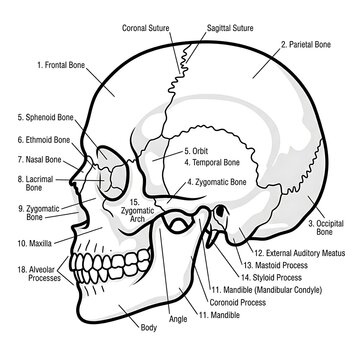 Labeled diagram of human skull anatomy front view.