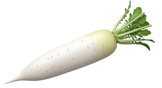 Fresh daikon radish vegetable with green leaves isolated on white background