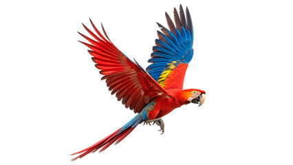 Obraz premium Beautiful vibrant colorful scarlet macaw parrot flying with open wings isolated on transparent background
