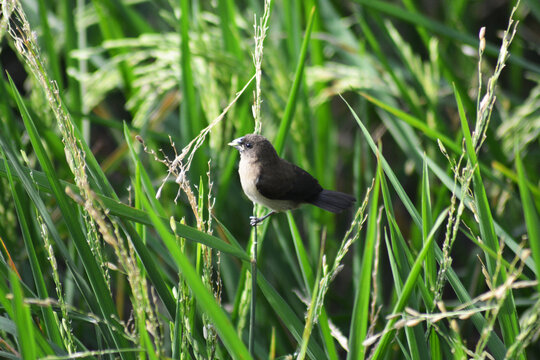 tiny Javan munia sitting on grass in lush agricultural field