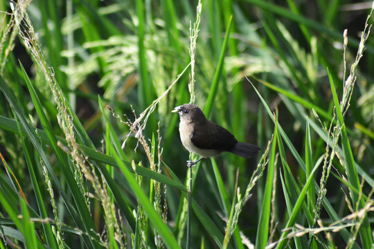 tiny Javan munia sitting on grass in lush agricultural field