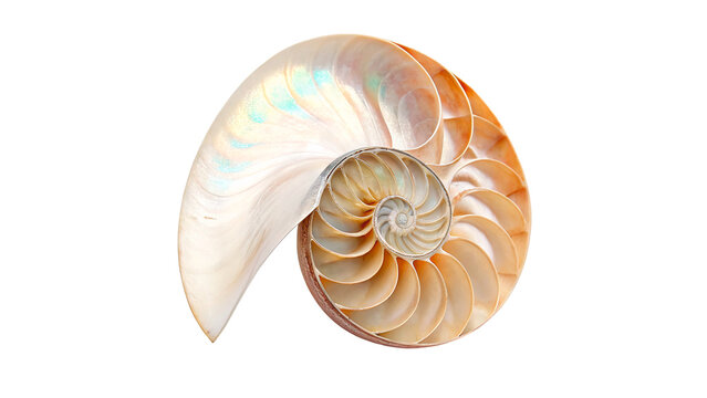 Natural empty spiral ammonite fossil shell ocean decoration isolated on transparent background