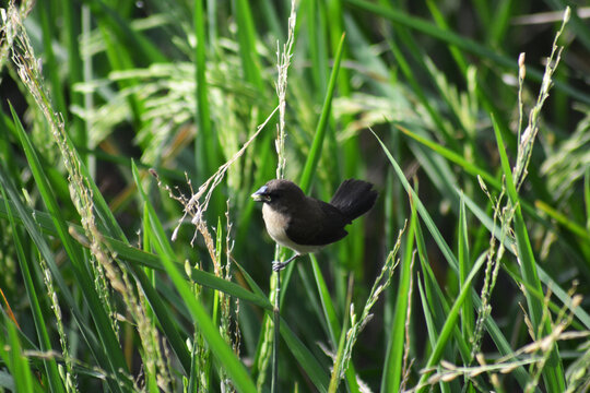 tiny Javan munia sitting on grass in lush agricultural field