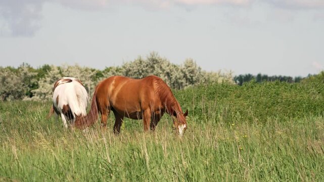 Beautiful brown and pinto horses peacefully grazing together in a vibrant green meadow on a sunny day. The serene rural landscape shows the animals enjoying their natural freedom and habitat