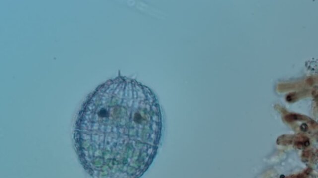 Coleps ciliate at 50x under brightfield microscopy