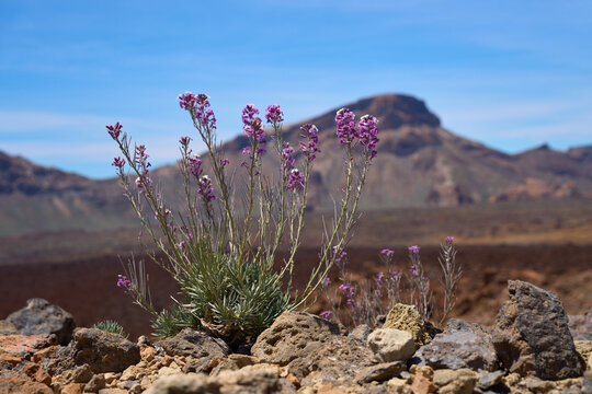 Teide wallflower on volcanic terrain