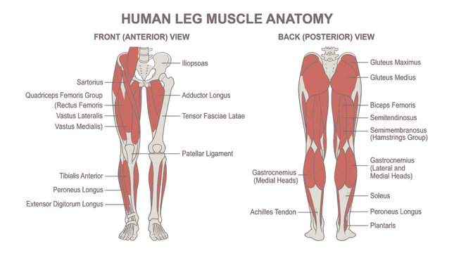 Human leg muscle anatomy with anterior and posterior views