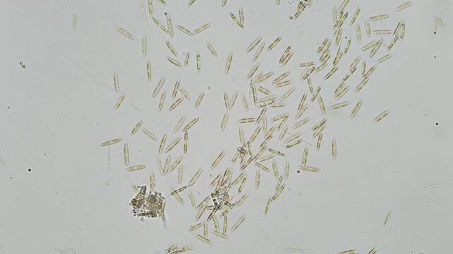 Unidentified diatom at 20x under brightfield microscopy