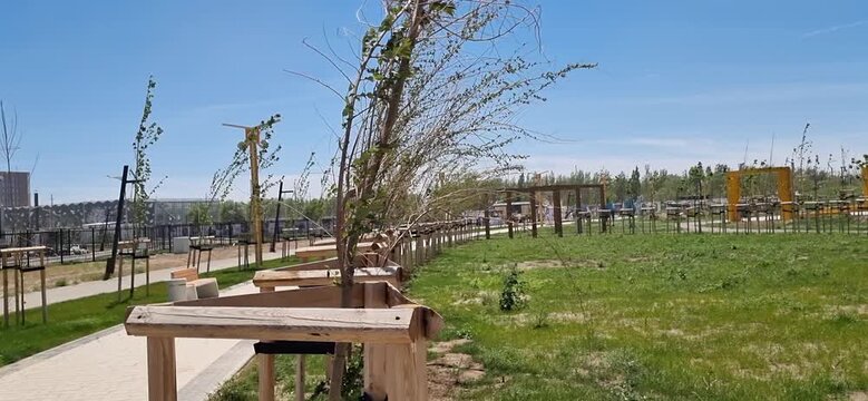Young Trees Supported by Wooden Stakes Swaying in the Wind in Kyzylorda Park