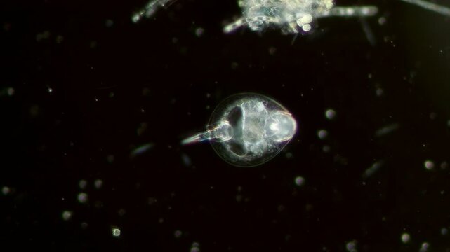 Euchlanis dilatata rotifer at 10x under darkfield