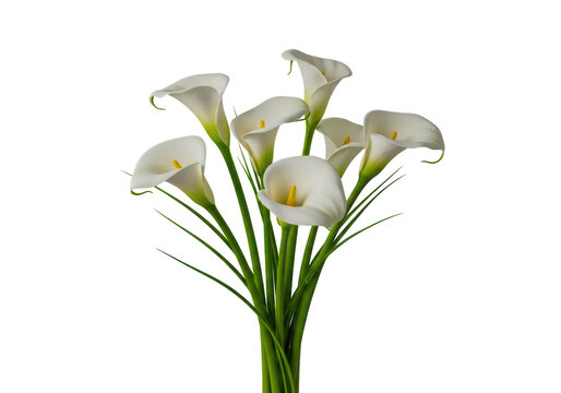 Beautiful bouquet of elegant white calla lily flowers with long green stems isolated on transparent background