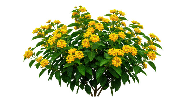 Small green bush with bright yellow flowers blooming in a sunny garden isolated on transparent background