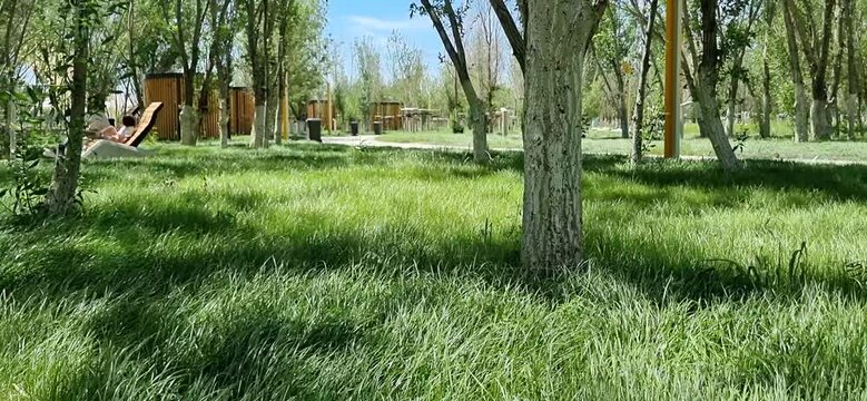 Slow Cinematic Shot of Green Grass and Trees in a City Park