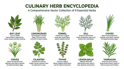 Culinary herb encyclopedia set with botanical names and descriptions © Biru