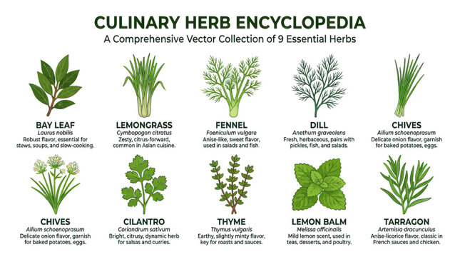 Culinary herb encyclopedia set with botanical names and descriptions