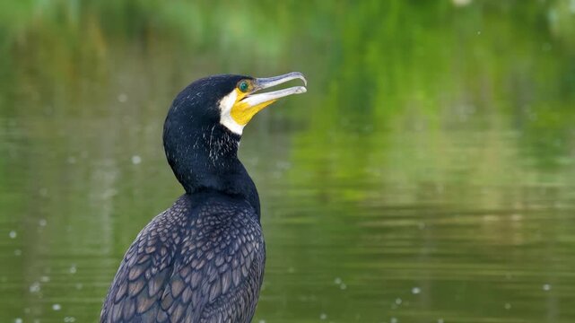 A close-up video frame showing a Great Cormorant standing by the lake, with the reflections of the green-tinged water and vegetation in the background, as it opens its beak to breathe or call out.