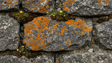 Fototapeta premium Close-up of bright orange lichen and tiny yellow flowers growing on a weathered gray stone wall, showcasing nature's resilience in a rustic setting with soft focus.