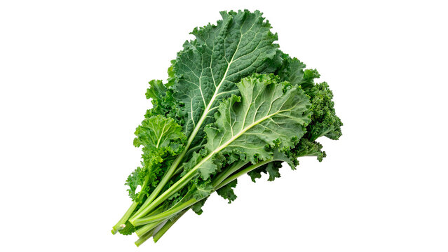 Fresh green organic kale plant leaves bunch salad isolated on transparent background cut out