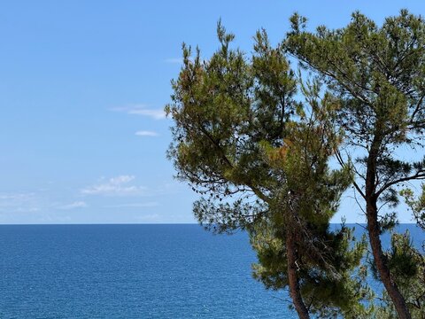 Pine tree on blue sea shore.