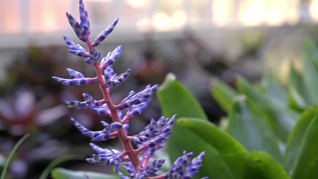Close-up of a colorful tropical Aechmea Blue Tango flower with vivid blue and pink blossoms
