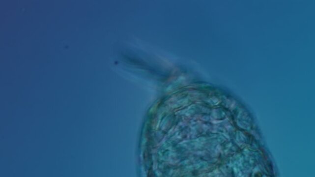 Unidentified rotifer at 50x under Nomarski DIC