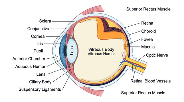 Human eye anatomy diagram showing internal structure with labels