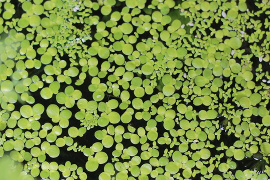 Vibrant Green Duckweed Covering Dark Pond Water Surface &mdash; Aquatic Plant Ecology Nature Texture Photography