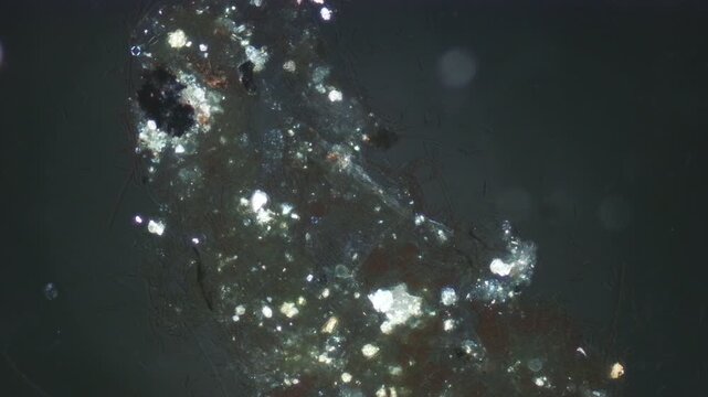 Tachysoma ciliate at 10x under cross-polarized light
